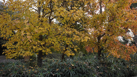 _DSC0290