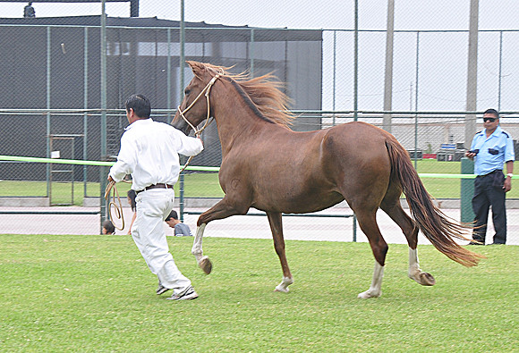 Tradiciones Peruanas 2014 - Sede Villa CRL (342)