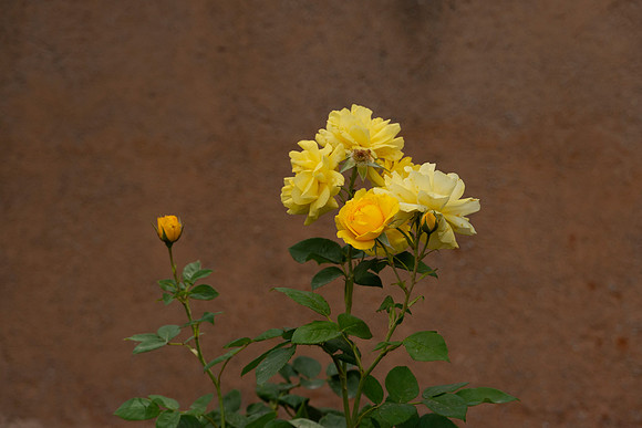 DSC05417