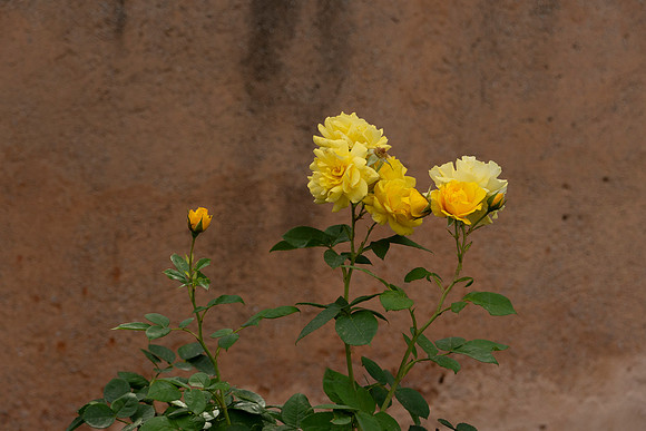 DSC05418