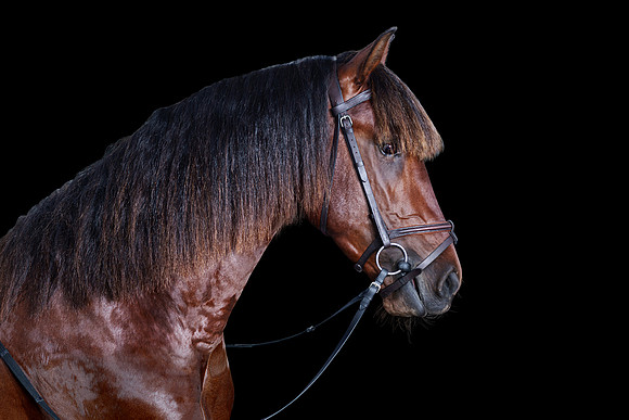 B 40 x60 DSC09806