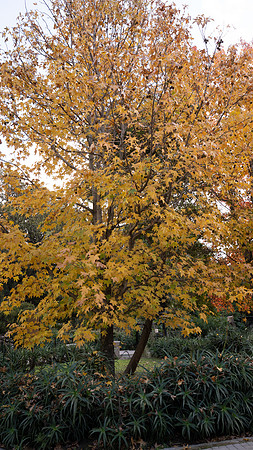 _DSC0288